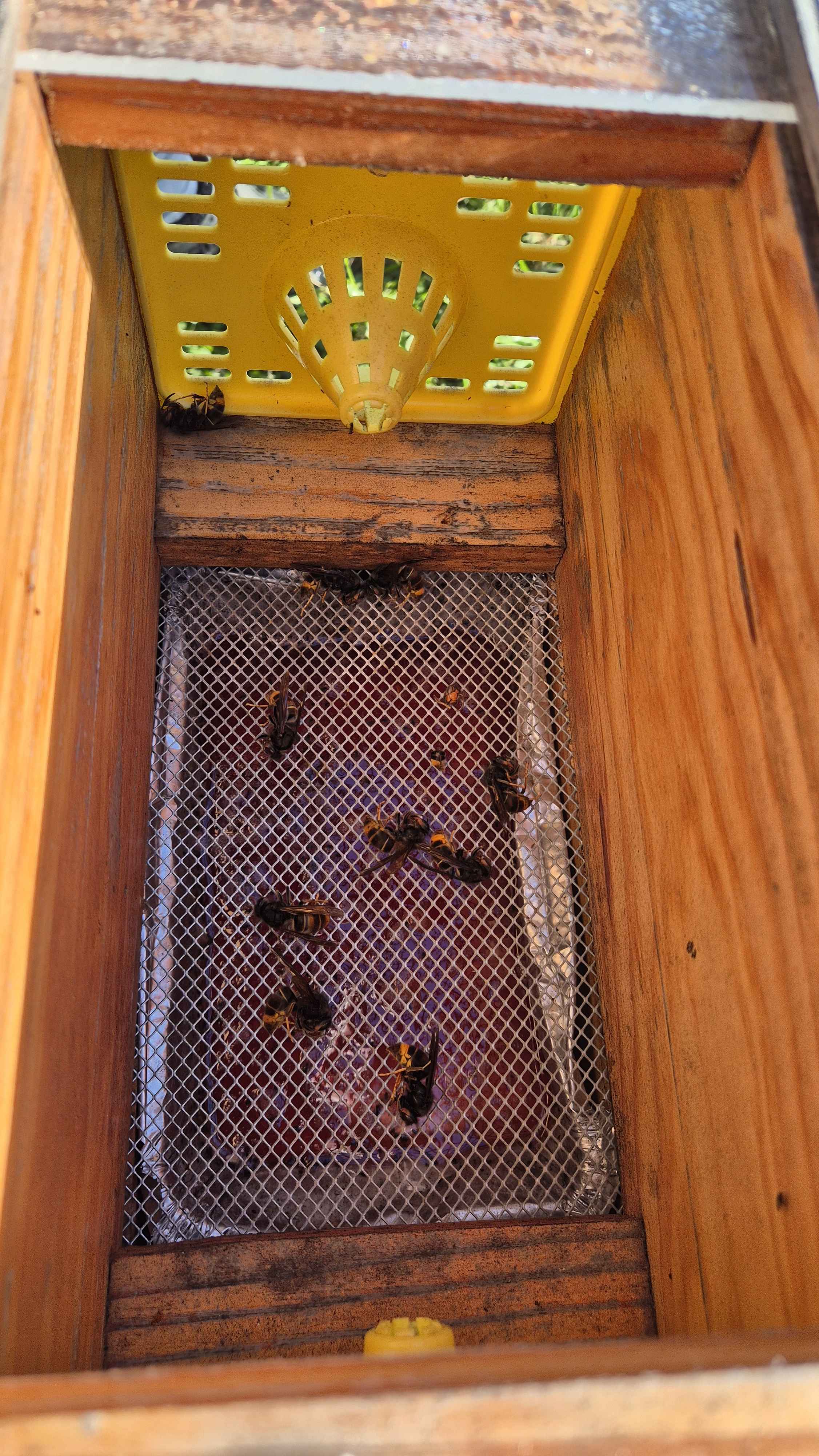 🚨 Piégeage du frelon asiatique à Saint-Hilaire-de-Chaléons : Protégeons nos abeilles ! 🐝