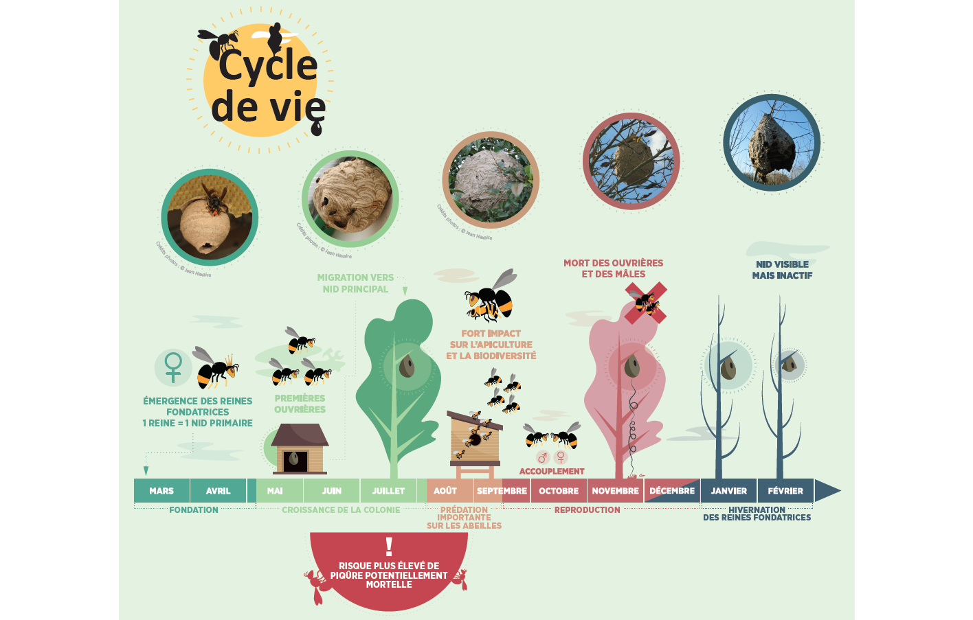 Cycle de vie du frelon asiatique