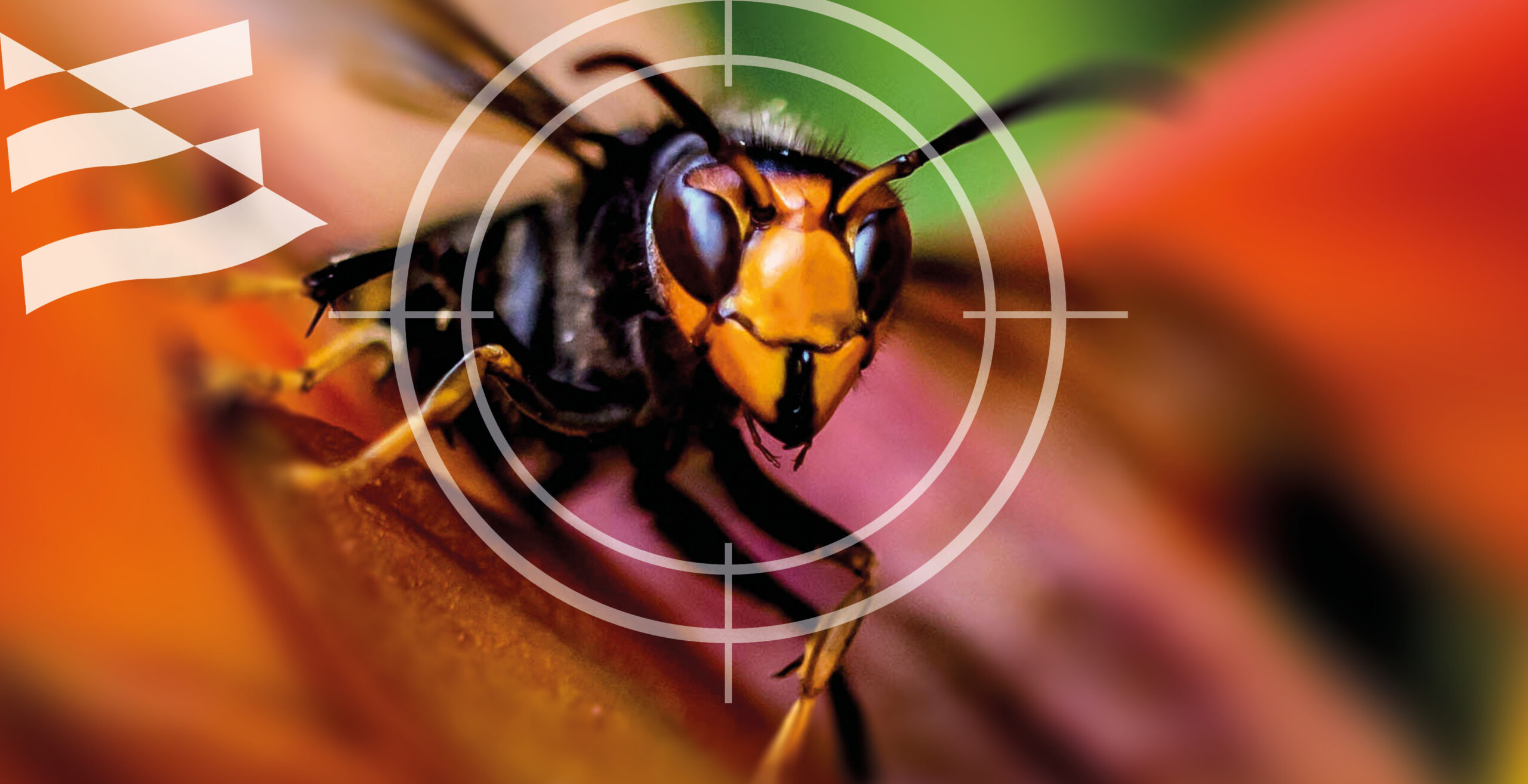 Frelon asiatique, un danger pour nos abeilles