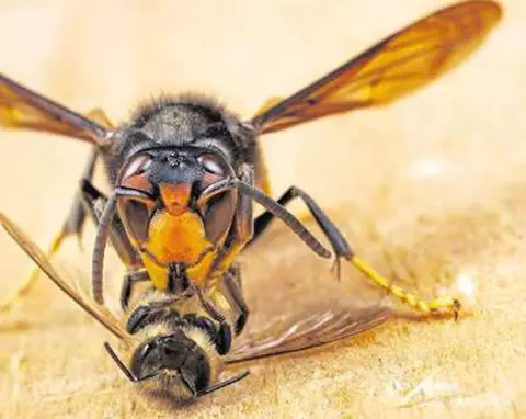 Frelon asiatique qui mange une abeille