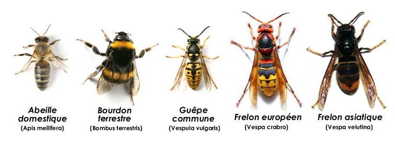 Reconnaissance entre frelon asiatique, frelon européen et abeille