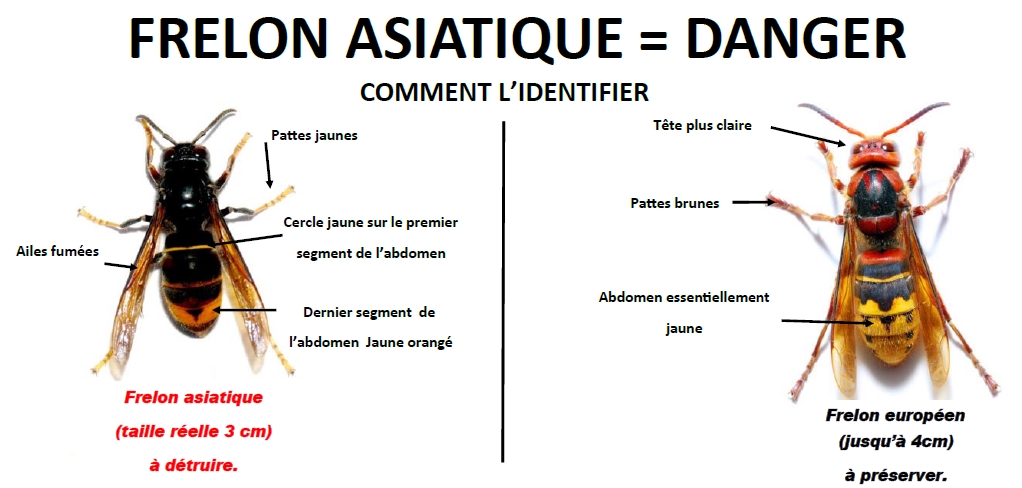 Reconnaître un frelon asiatique
