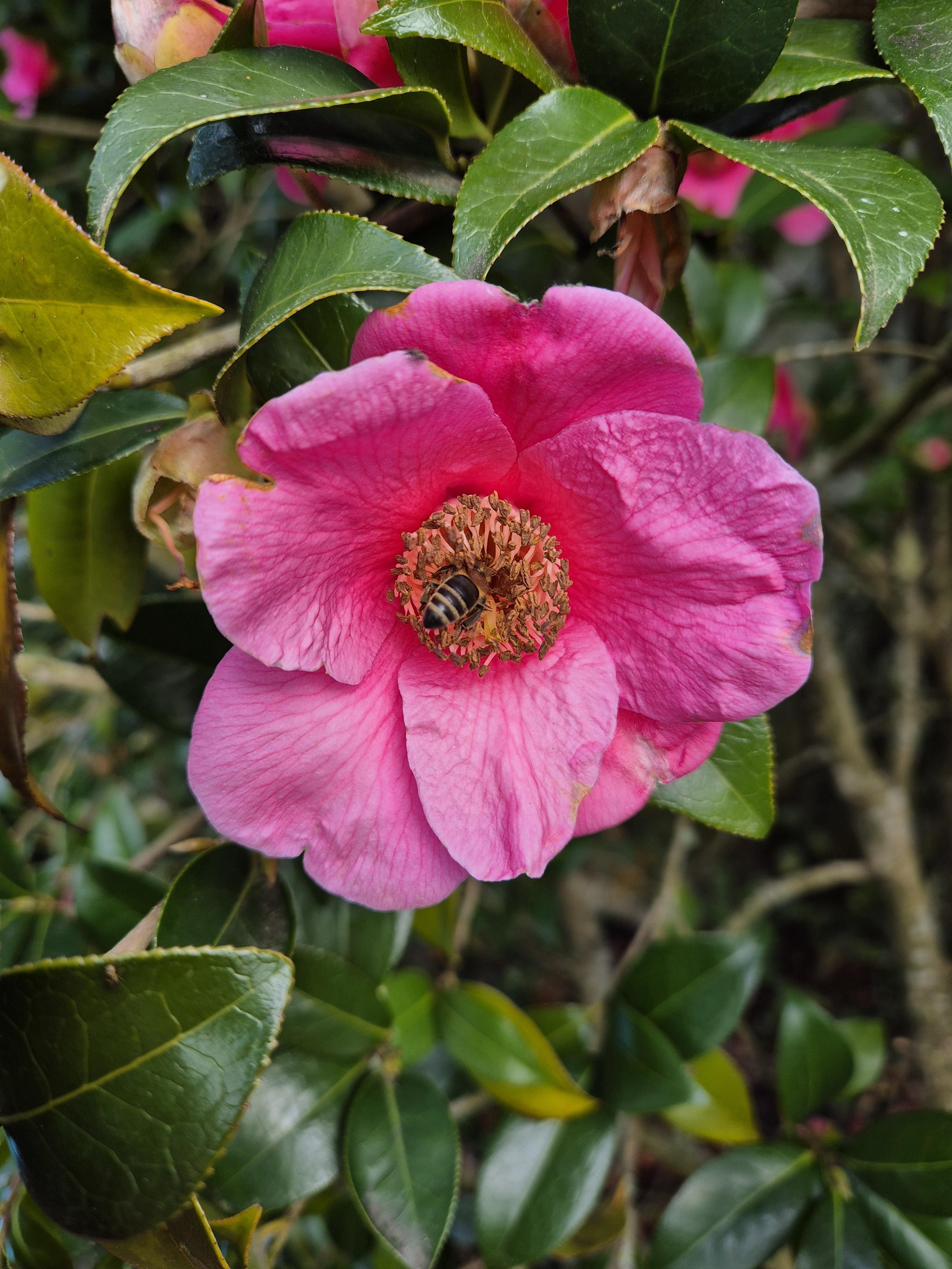 Abeille dans une fleur et biodiversité