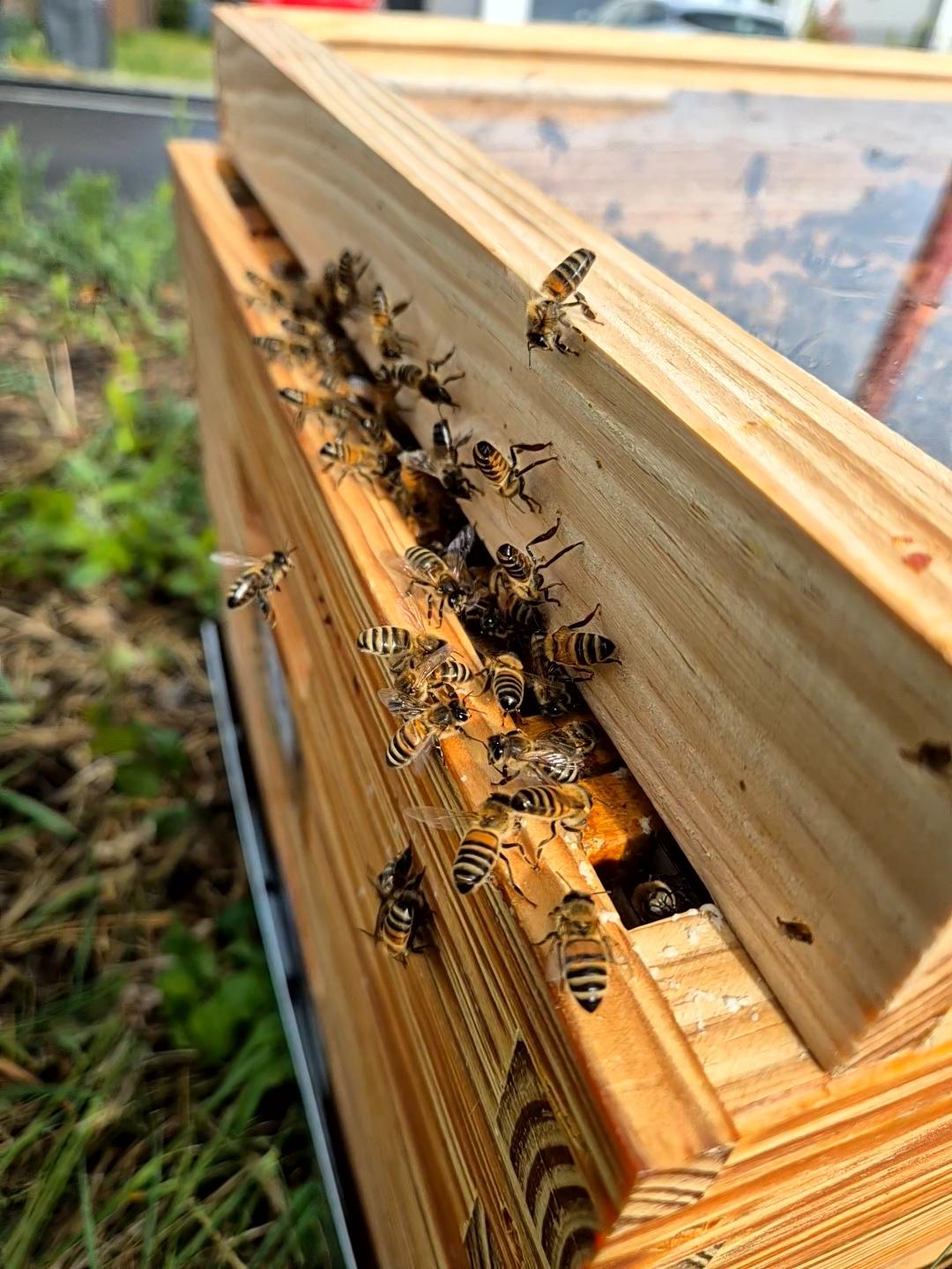 Abeilles qui rentrent dans une ruche après la récupération d'un essaim