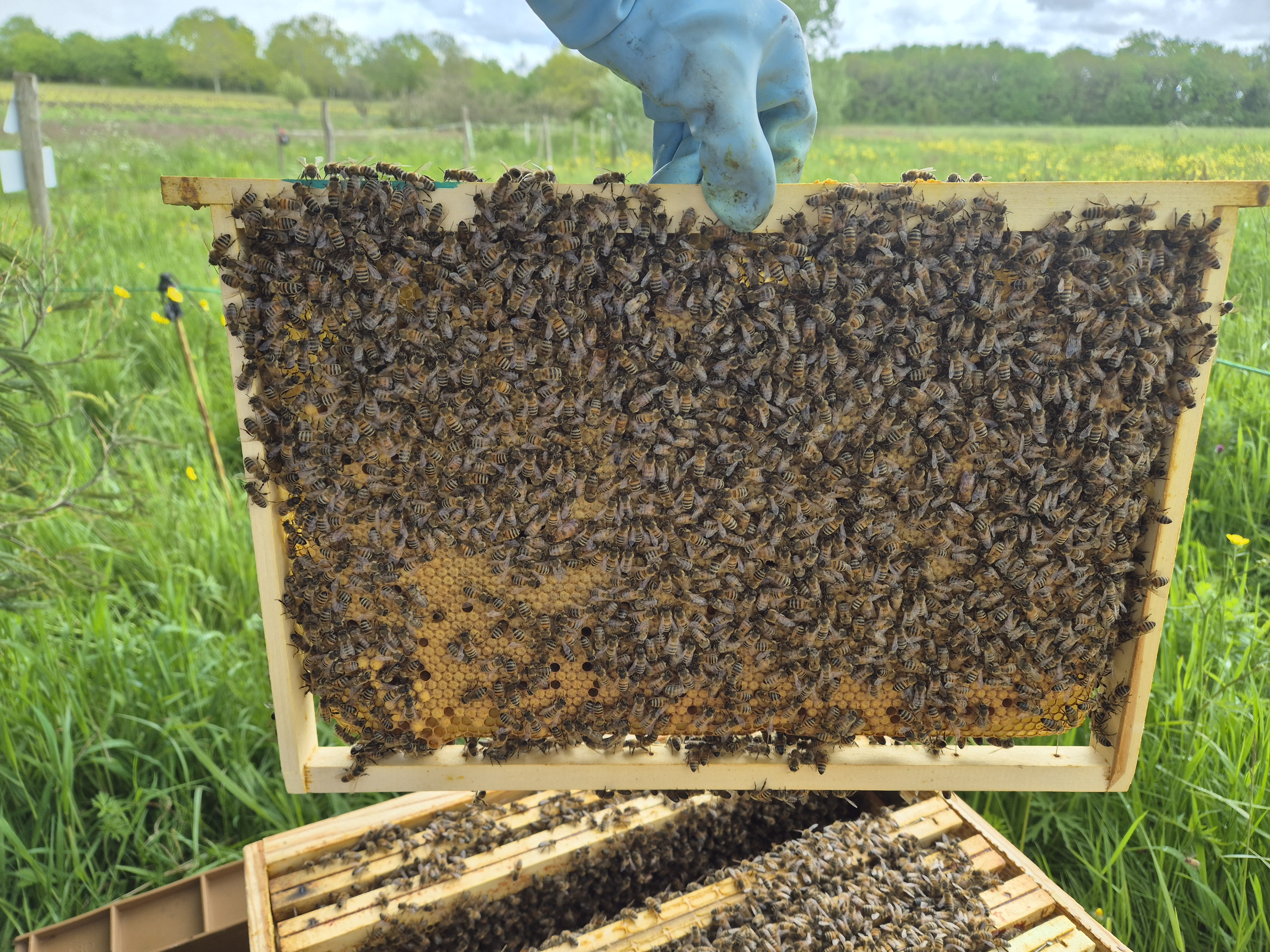 Cadre de couvain avec des abeilles