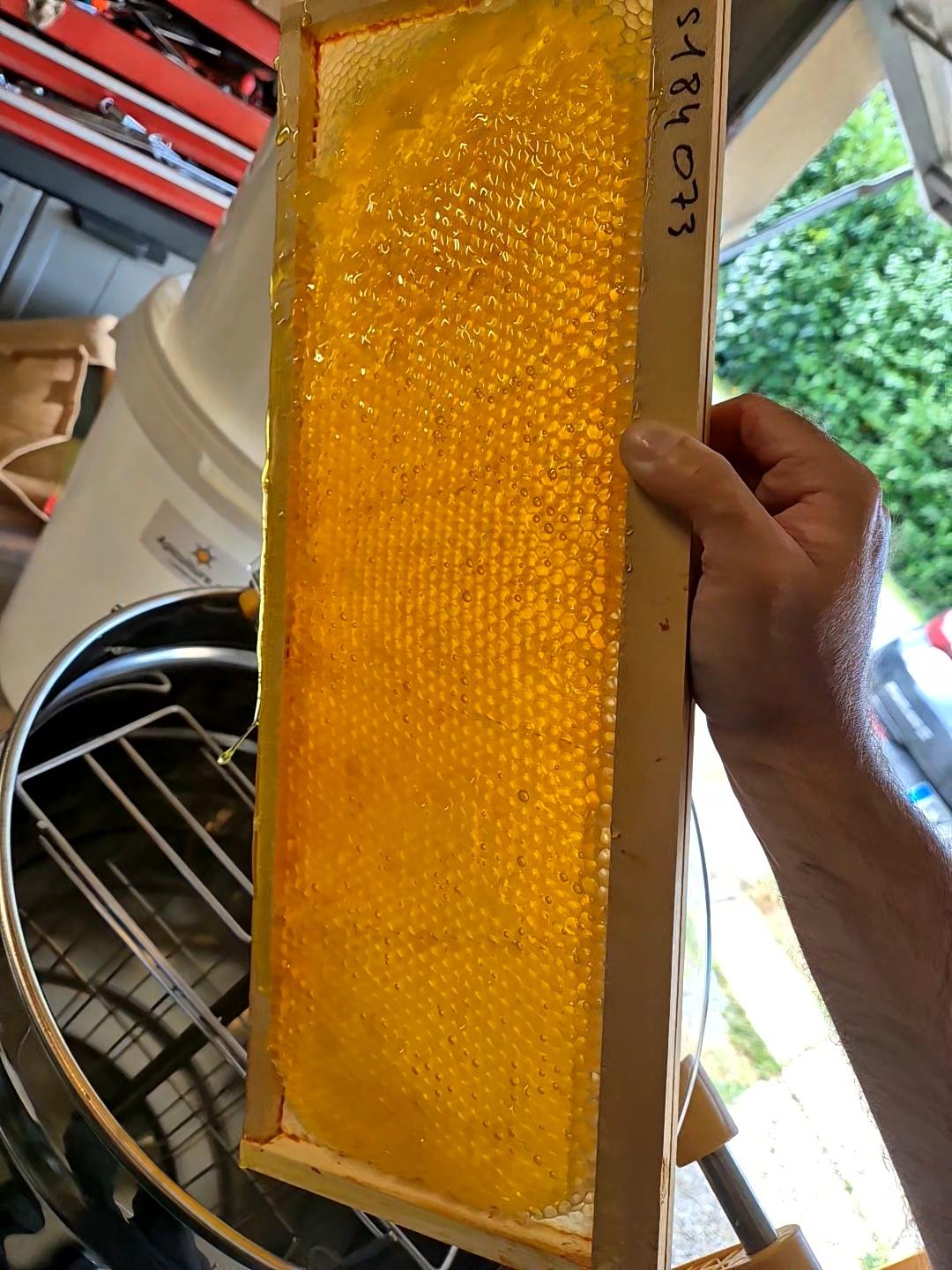 Cadre de miel désoperculé pour extraction