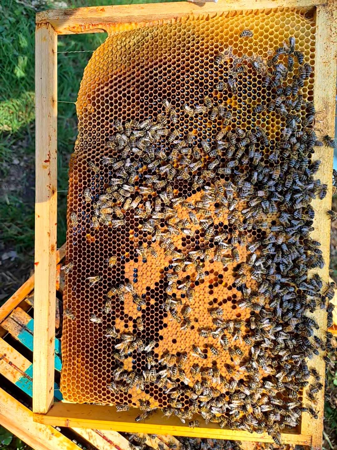 Cadre de couvain et de réserve d'une ruche d'abeille