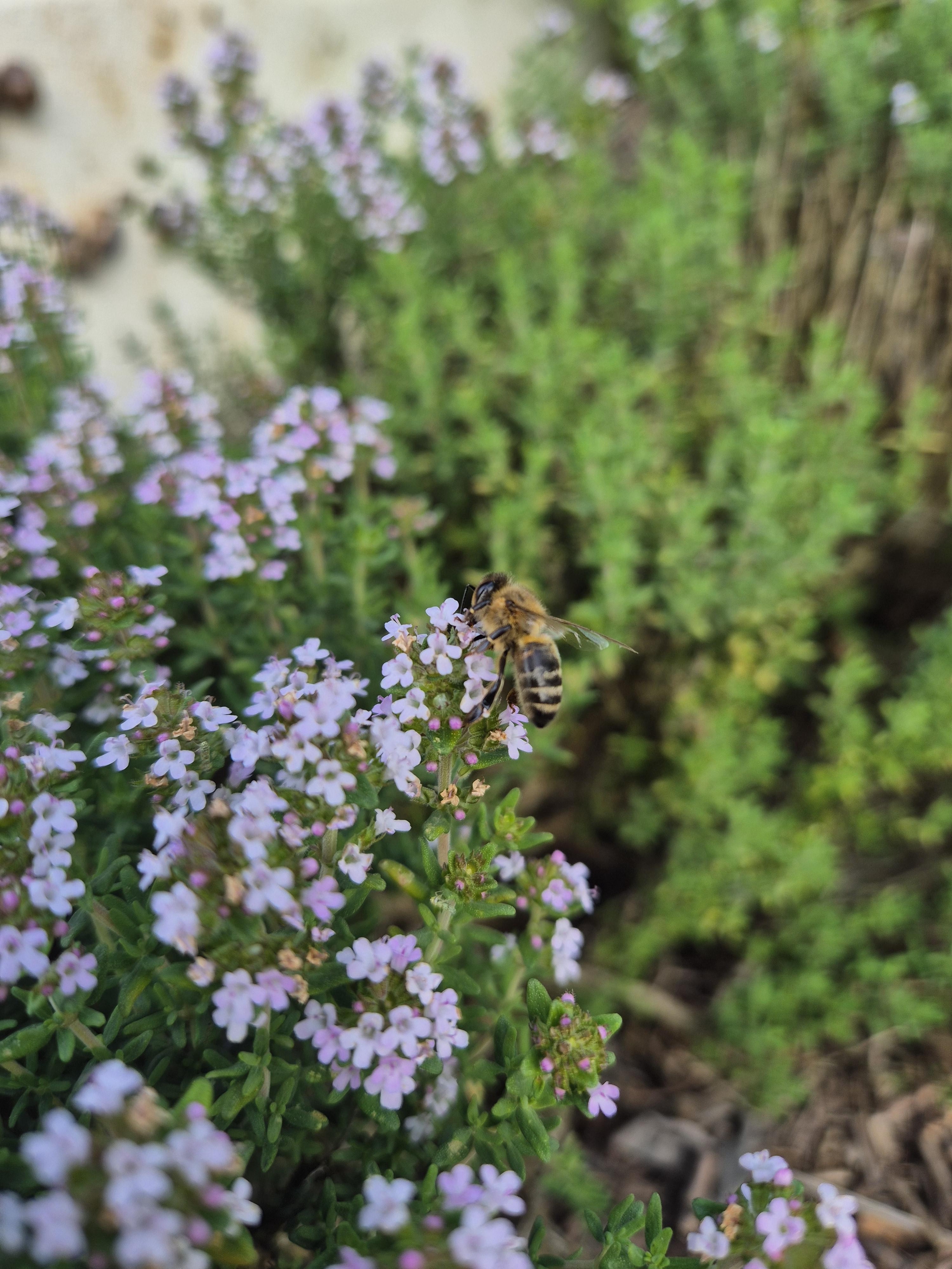 Abeille butinant une fleur de thym