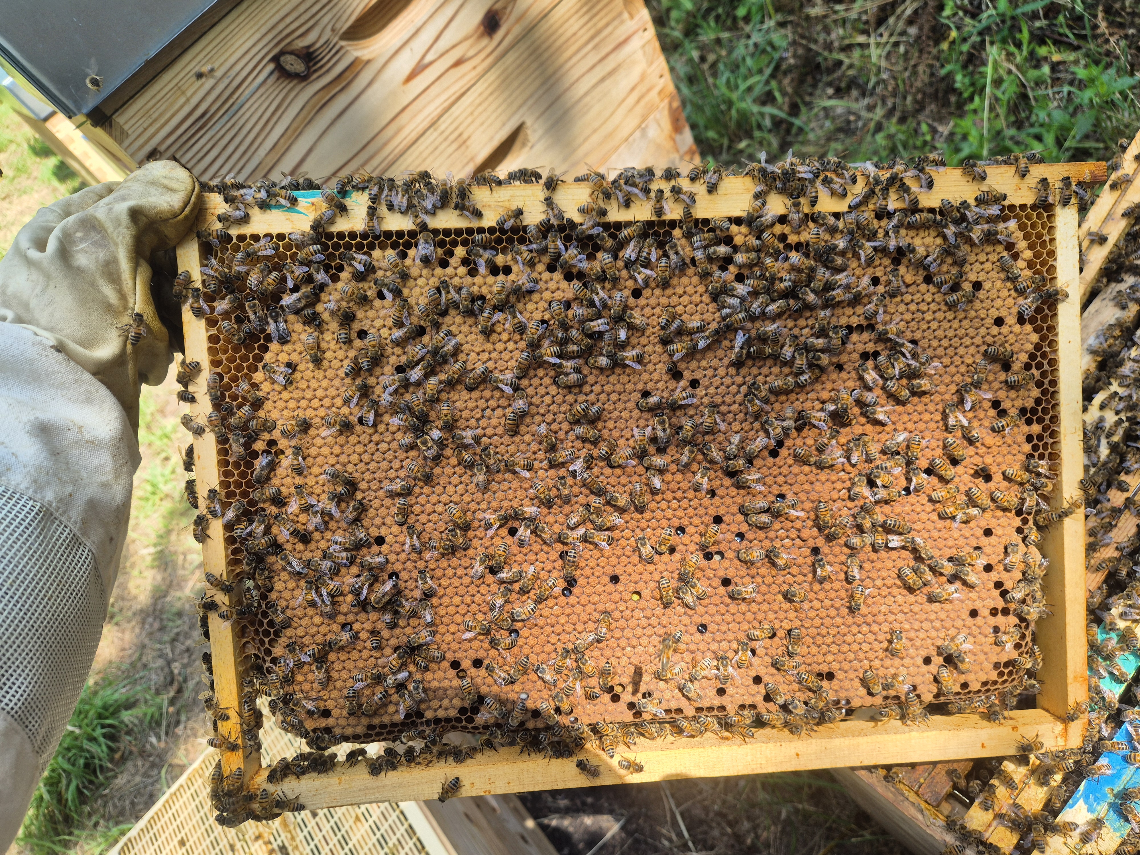 Cadre de couvain operculé avec des abeilles