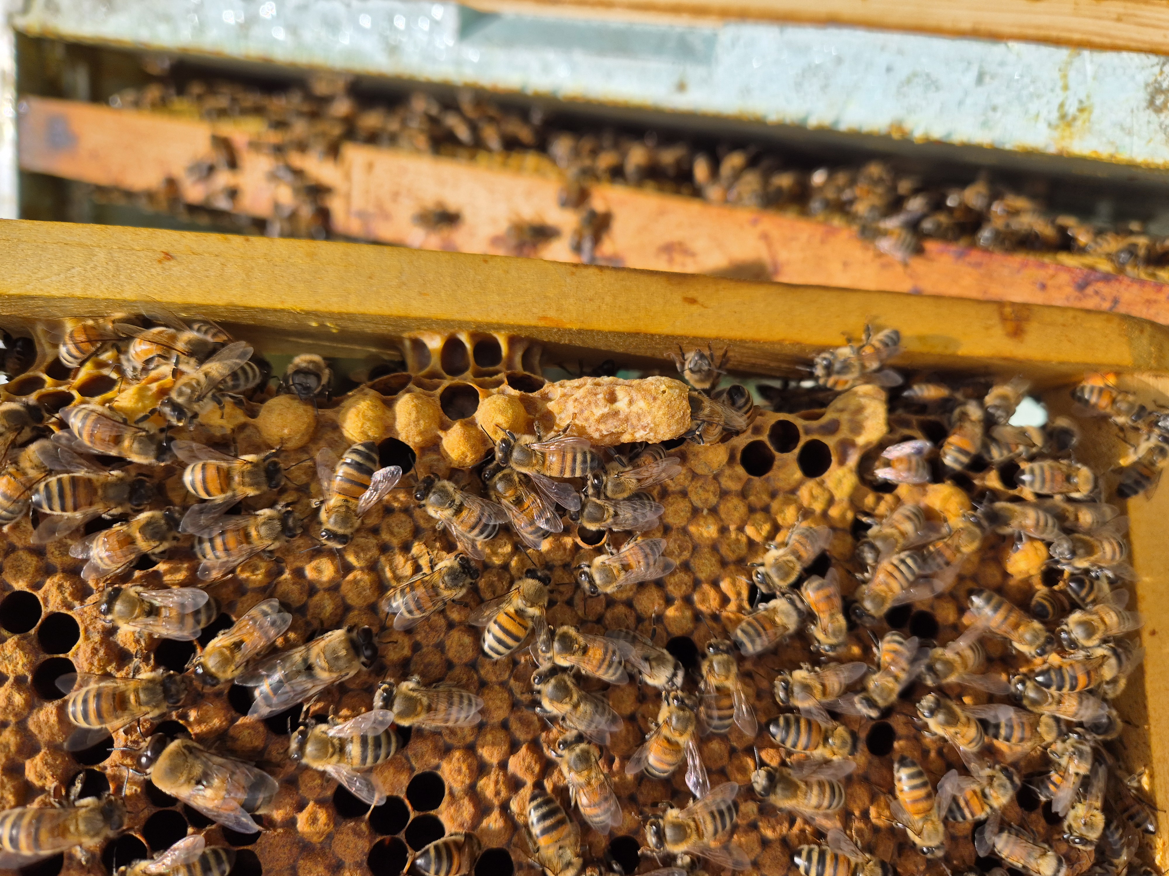 Cadre de couvain d'abeilles, une cellule royale et au dessus, du couvain de faux bourdons