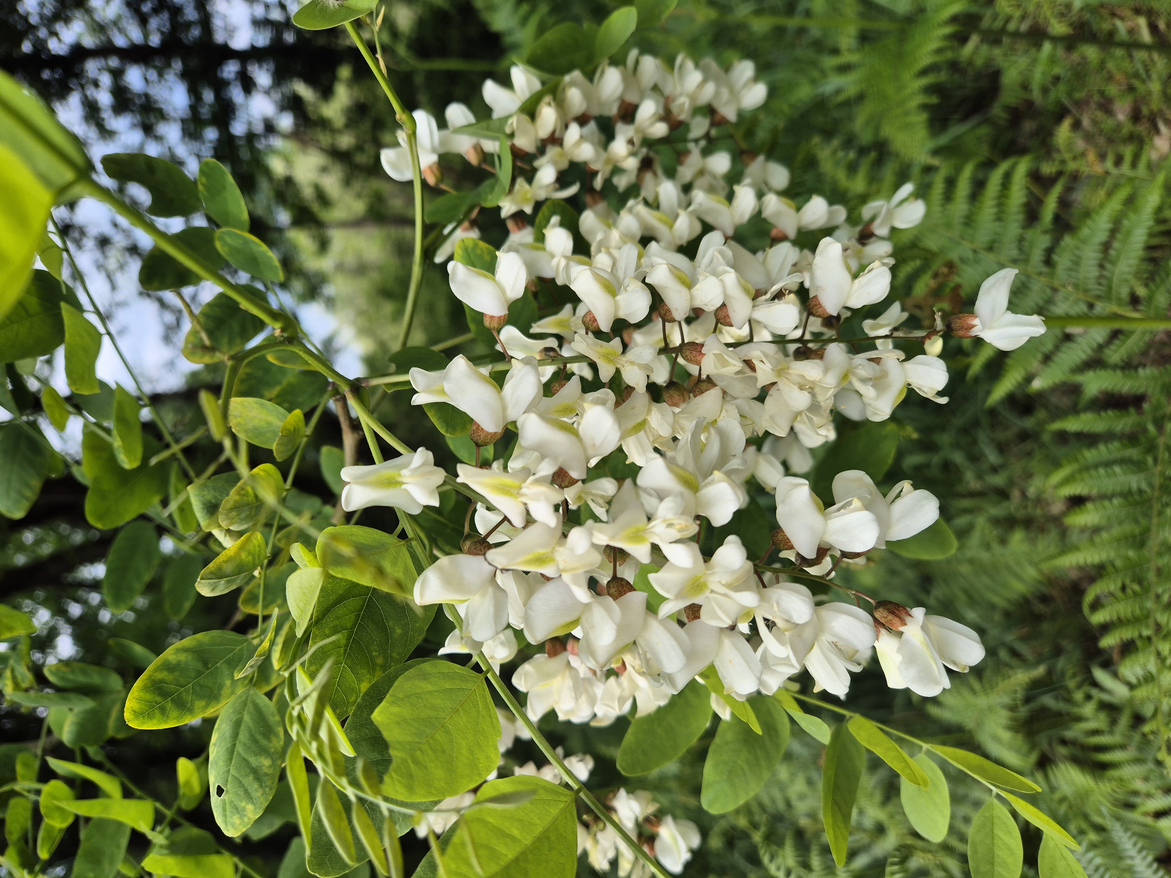 Fleurs d'acacia