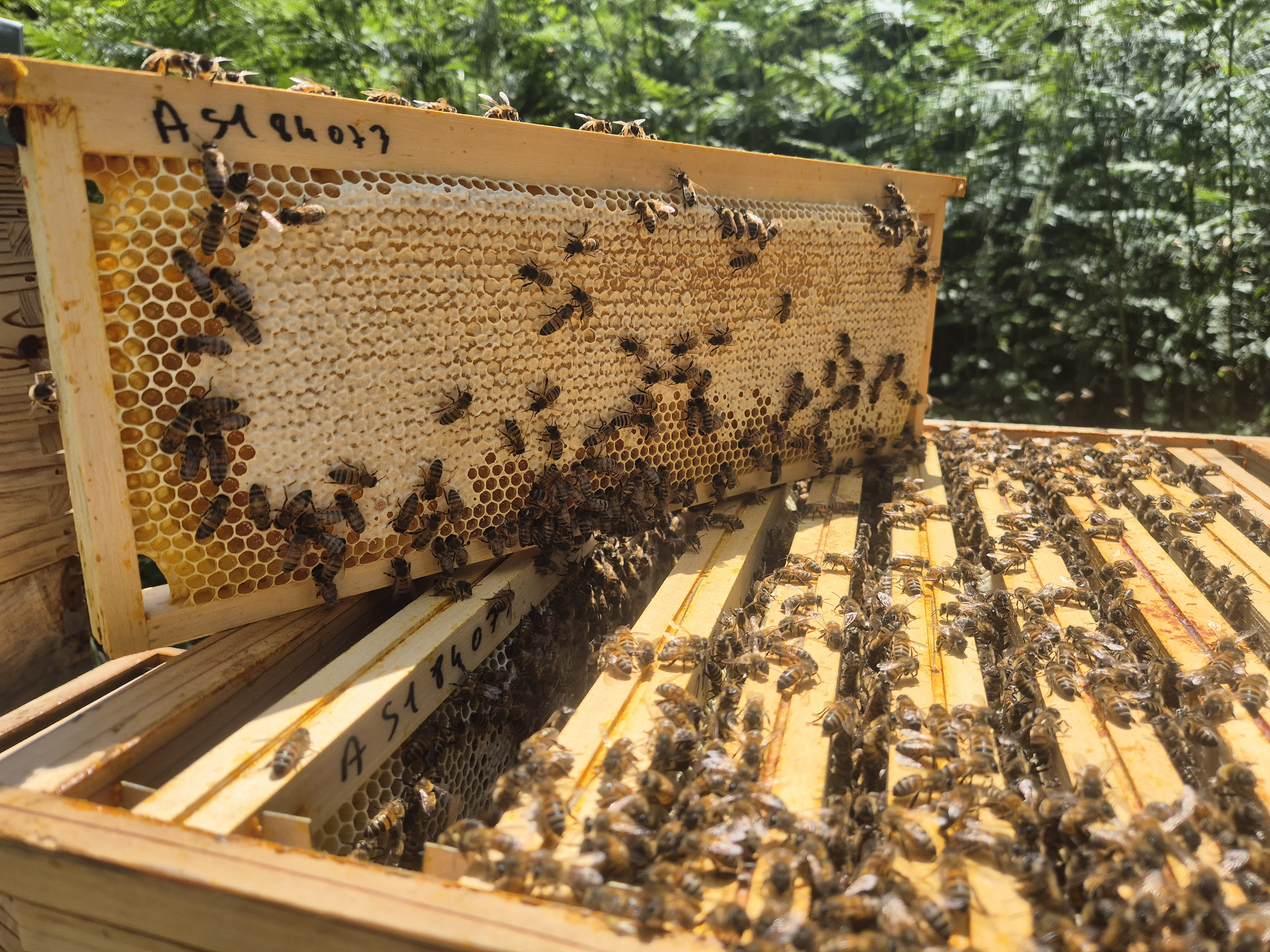 Cadre de hausses operculé avec des abeilles lors d'une visite