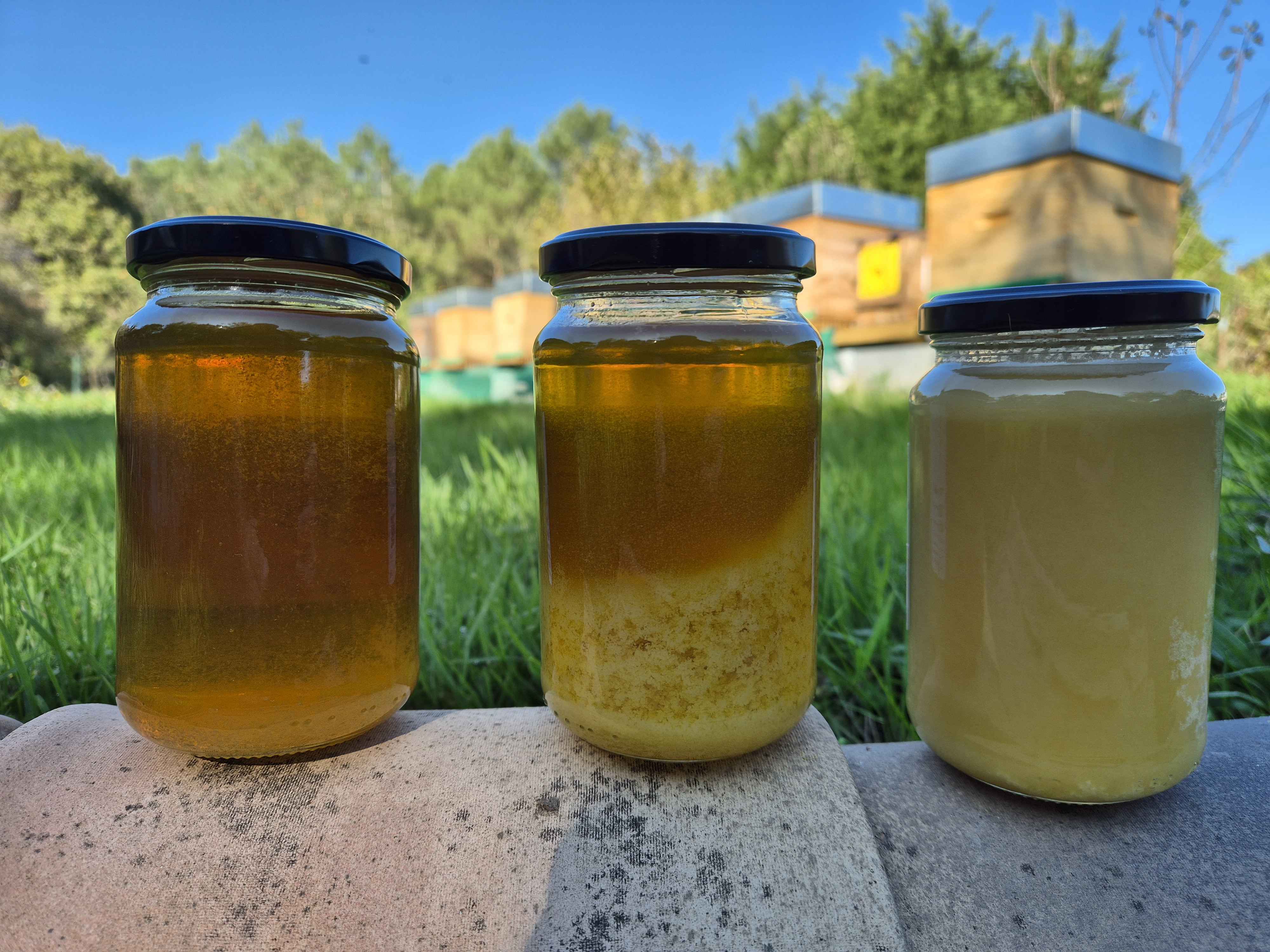 Miel liquie et cristallisé