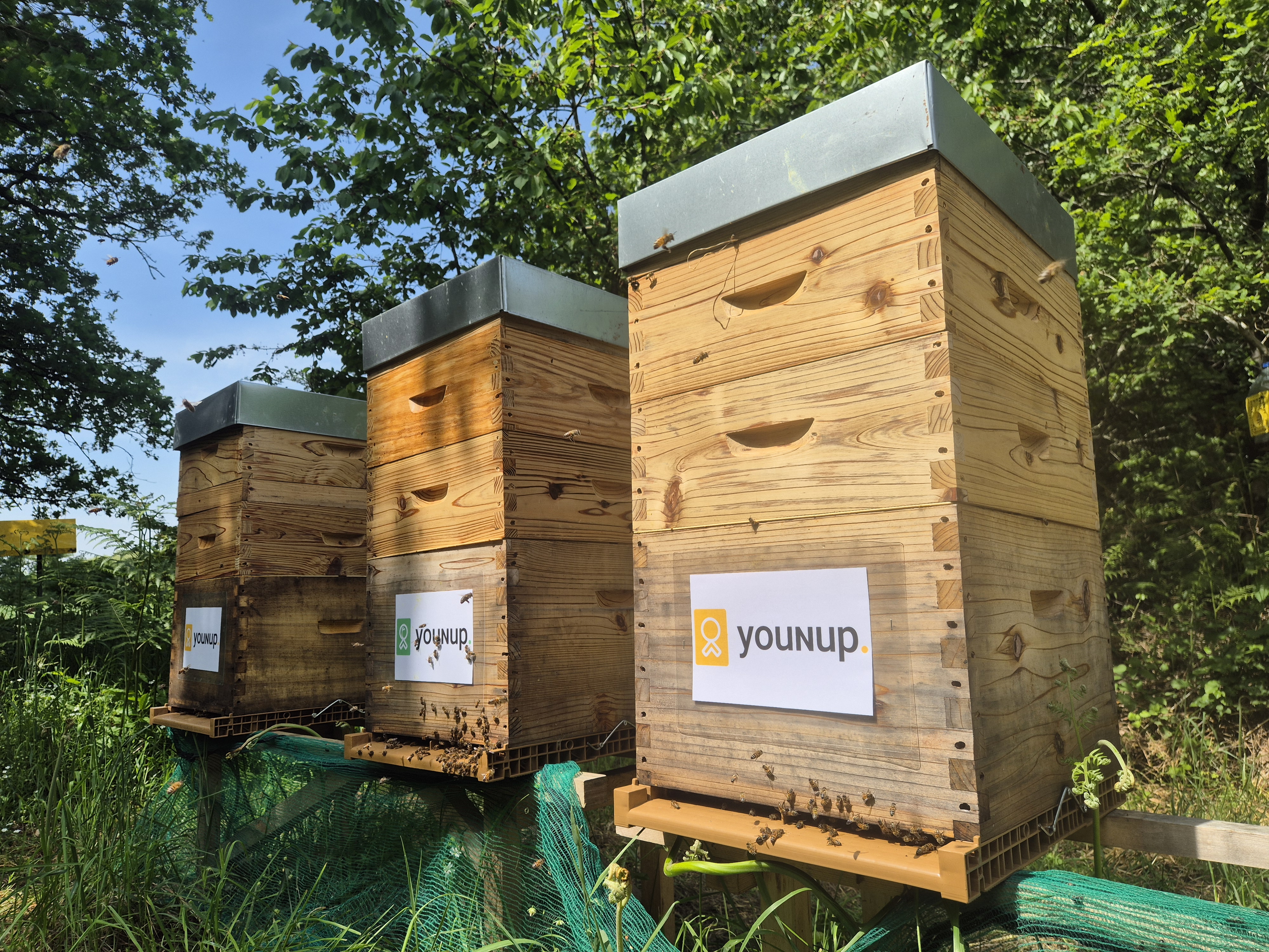 Ruche d'entreprise avec le logo Younup