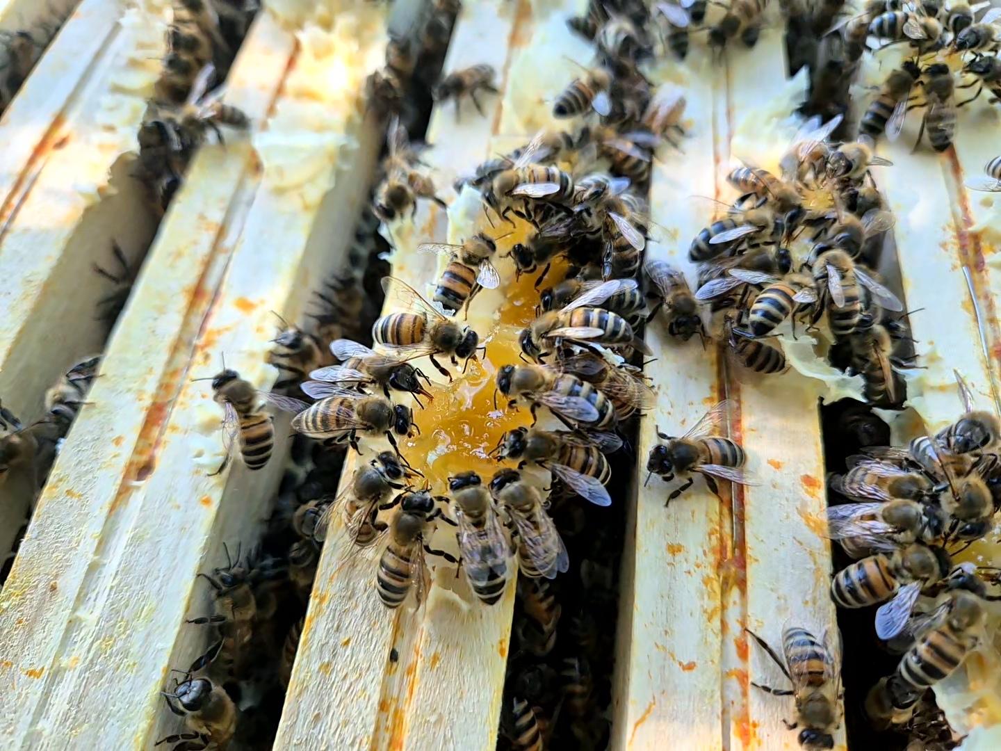 Abeilles qui mangent du miel sur un cadre