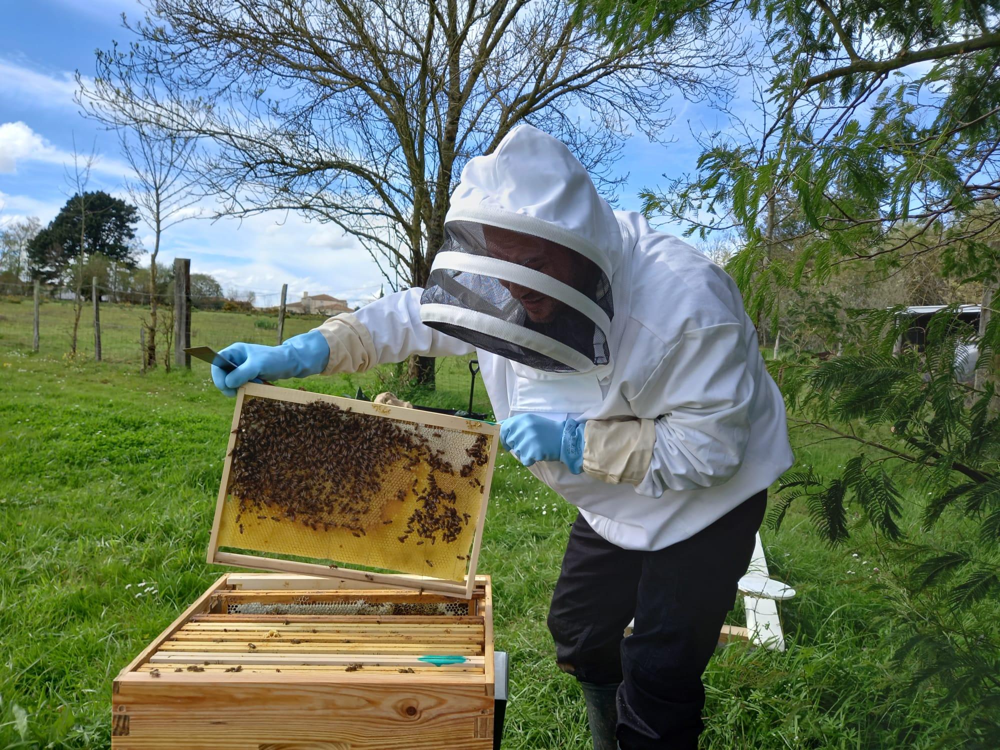 Apiculteur qui lève un cadre